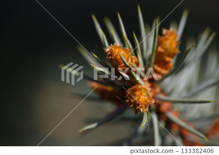 Pine or spruce tree branch with new cones 133382406