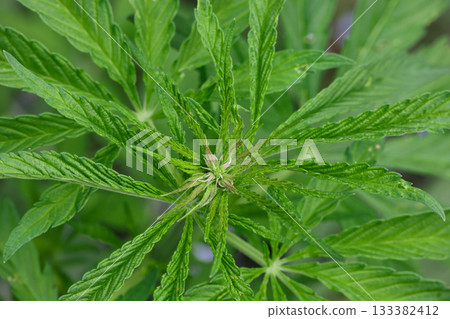 Fresh green cannabis leaves growing Fresh green cannabis leaves growing 133382412