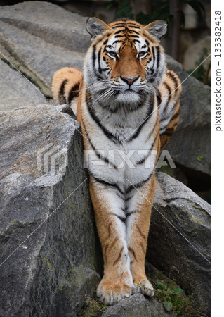 Full length portrait of Siberian Amur tiger Full length portrait of Siberian Amur tiger 133382418