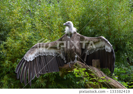 Full length portrait of griffon vulture Full length portrait of griffon vulture 133382419