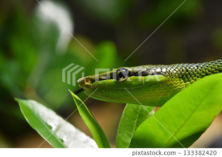 Red tailed green ratsnake in tree leaves Red tailed green ratsnake in tree leaves 133382420