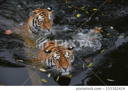 Two Siberian tigers play and fight in water 133382424