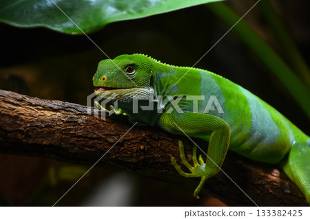 Brachylophus bulabula or Fiji banded iguana female 133382425