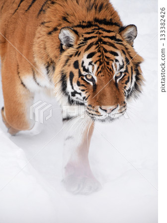 Close up portrait of Siberian tiger in winter snow 133382426