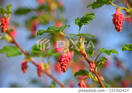 Red flowering currant blossoms ribes sanguineum with green leaves 133382427