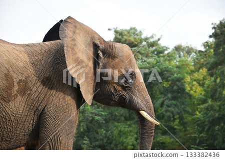 Close up side profile portrait of African elephant Close up side profile portrait of African elephant 133382436