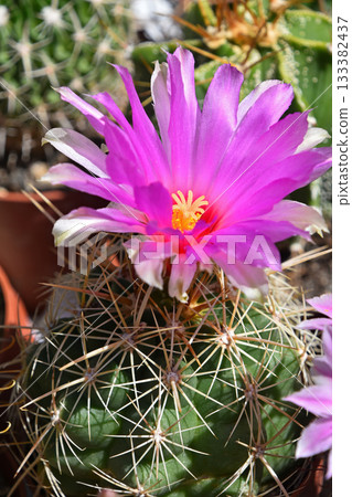 Green cactus blooming with a vibrant pink flower Green cactus blooming with a vibrant pink flower 133382437