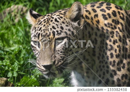 Close up front portrait of African leopard Close up front portrait of African leopard 133382438