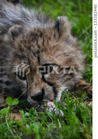 Close up portrait of cheetah cub Close up portrait of cheetah cub 133382440