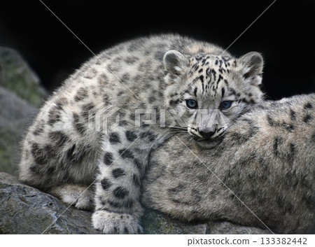 Snow leopard cub resting on mother with blue eyes 133382442