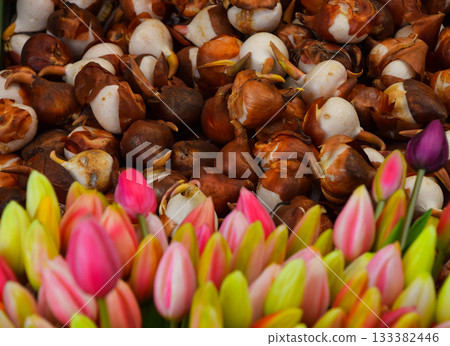 Tulip bulbs and colorful blooming tulips representing spring gardening 133382446