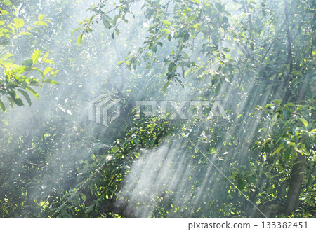 Sunbeams piercing through morning mist in a green forest Sunbeams piercing through morning mist in a green forest 133382451