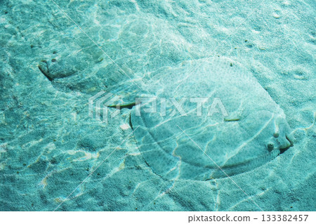 Flounder fish camouflaging on sandy ocean floor Flounder fish camouflaging on sandy ocean floor 133382457