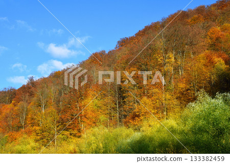 Autumn hillside forest with vibrant fall foliage colors Autumn hillside forest with vibrant fall foliage colors 133382459