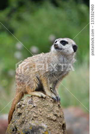 Close up portrait of meerkat looking away 133382460