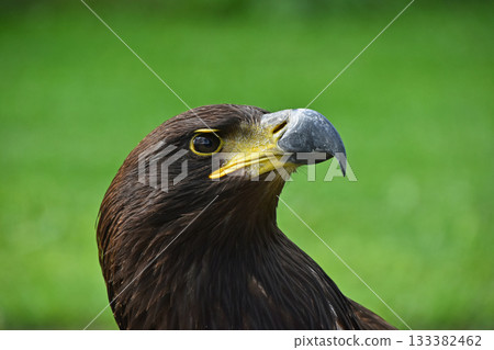 Close up profile portrait of Golden eagle on green Close up profile portrait of Golden eagle on green 133382462
