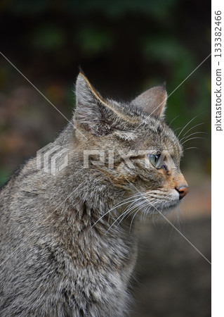 European wildcat side profile portrait close up European wildcat side profile portrait close up 133382466