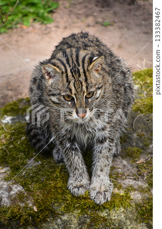 Portrait of fishing cat looking away Portrait of fishing cat looking away 133382467
