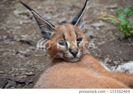 Close up portrait of baby caracal kitten 133382469