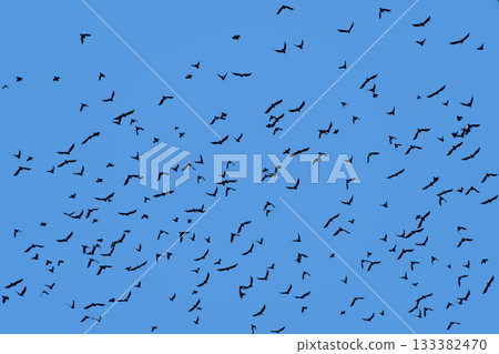 Flock of many birds flying in clear blue sky Flock of many birds flying in clear blue sky 133382470