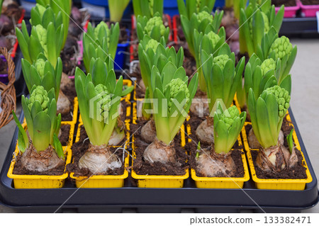 Hyacinth flower bulbs growing in yellow pots preparing for spring 133382471