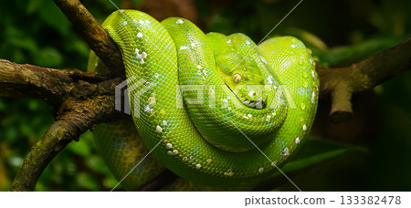 Green tree python coiled on a tree branch 133382478
