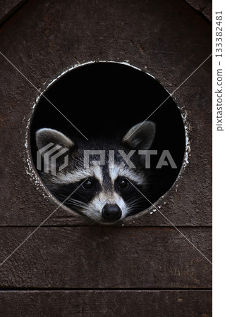Raccoon peeking from dark hole in wooden enclosure 133382481