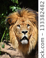 Close up portrait of lion looking up at camera 133382482