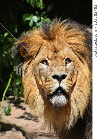 Close up portrait of lion looking up at camera Close up portrait of lion looking up at camera 133382482