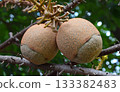 Cannonball tree showcasing exotic tropical fruit developing on branches 133382483