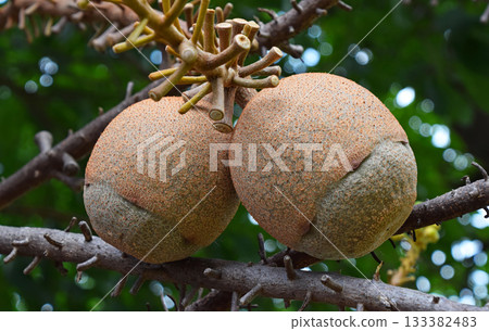 Cannonball tree showcasing exotic tropical fruit developing on branches 133382483