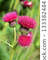 Bright pink thistle flowers blooming in green nature 133382484