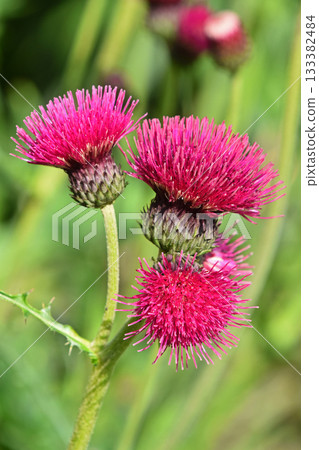 Bright pink thistle flowers blooming in green nature Bright pink thistle flowers blooming in green nature 133382484