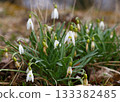 Spring snowflake flowers blooming with raindrops on stem 133382485