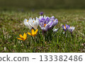 Mixed crocus flowering on green meadow during spring season 133382486