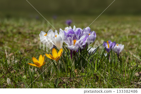 Mixed crocus flowering on green meadow during spring season 133382486