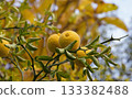 Poncirus trifoliata fruit growing on thorny branches in autumn 133382488