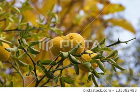 Poncirus trifoliata fruit growing on thorny branches in autumn 133382488