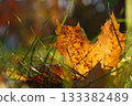 Orange autumn fallen maple leaf on ground 133382489