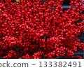 Abundant bright red winterberry holly branches during winter season 133382491