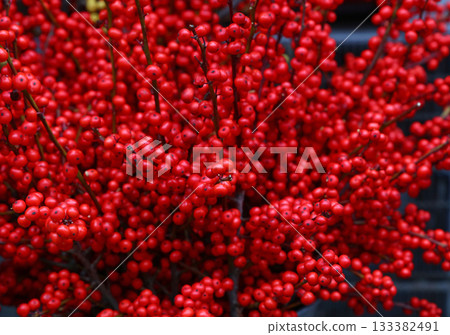 Abundant bright red winterberry holly branches during winter season Abundant bright red winterberry holly branches during winter season 133382491