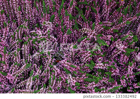Purple heather flowers blooming in a lively garden Purple heather flowers blooming in a lively garden 133382492