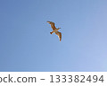 Close up one sea gull flying hovering in blue sky 133382494