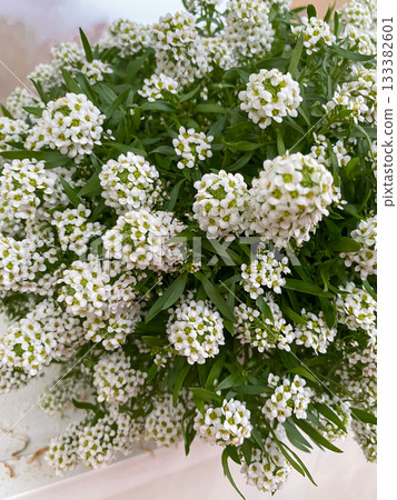 White Alyssum Flowers Blooming in Garden White Alyssum Flowers Blooming in Garden 133382601