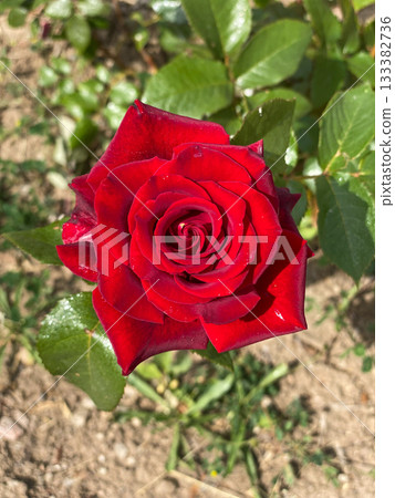 Red Rose Bloom in Garden Red Rose Bloom in Garden 133382736