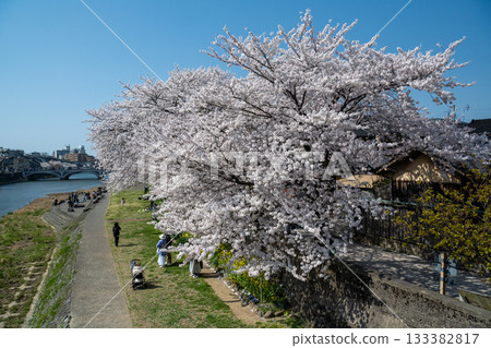 Cherry blossoms in full bloom along the river (Kanazawa City, Ishikawa Prefecture) 1 Cherry blossoms in full bloom along the river (Kanazawa City, Ishikawa Prefecture) 1 133382817