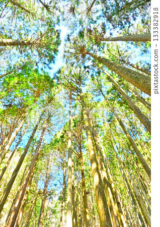 Mount Echizen in the Ashitaka Mountains: Cedar forests stretching high into the sky Mount Echizen in the Ashitaka Mountains: Cedar forests stretching high into the sky 133382918