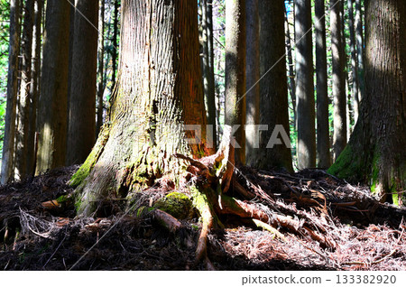Mount Echizen in the Ashitaka Mountains: Sunlight filtering through the trees on a large cedar tree Mount Echizen in the Ashitaka Mountains: Sunlight filtering through the trees on a large cedar tree 133382920