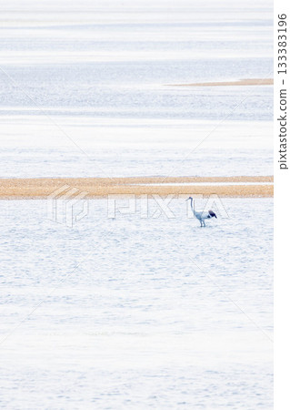 Gray heron Gray heron 133383196