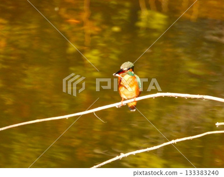 Kingfisher 2 holding a small fish as food on a thin branch above the water surface 133383240